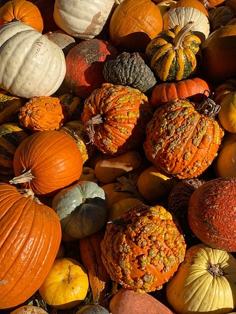Free Pumpkin Variety Of Colors photo and picture