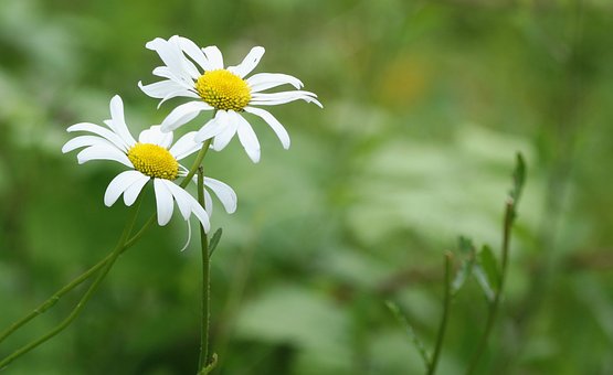 Free Daisy Nature photo and picture