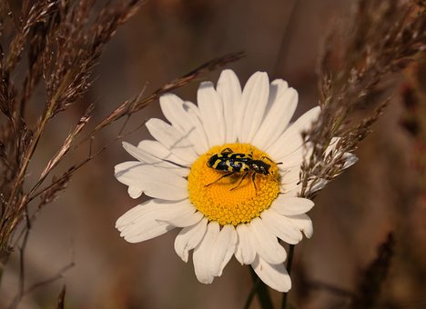 Free Cucumber Beetle Beetle photo and picture