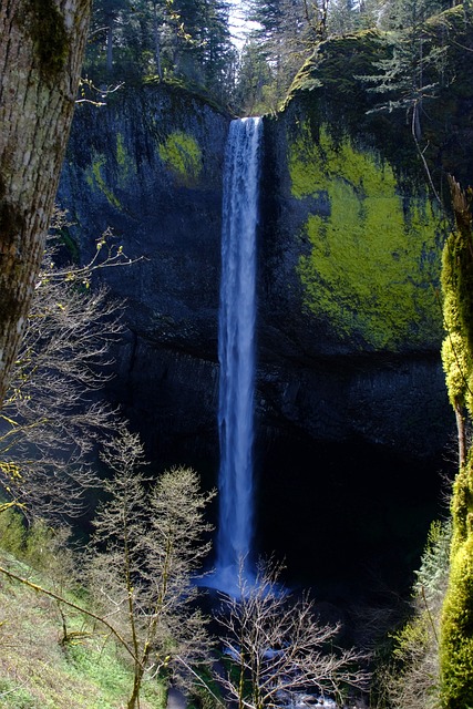 Free Waterfall Forest photo and picture