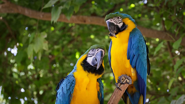 Free Parrot Macaw photo and picture
