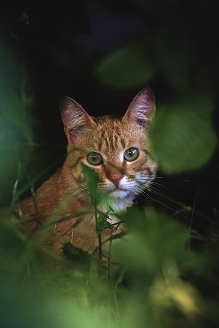 Gato, Animal, Naturaleza, Felino, Gatito