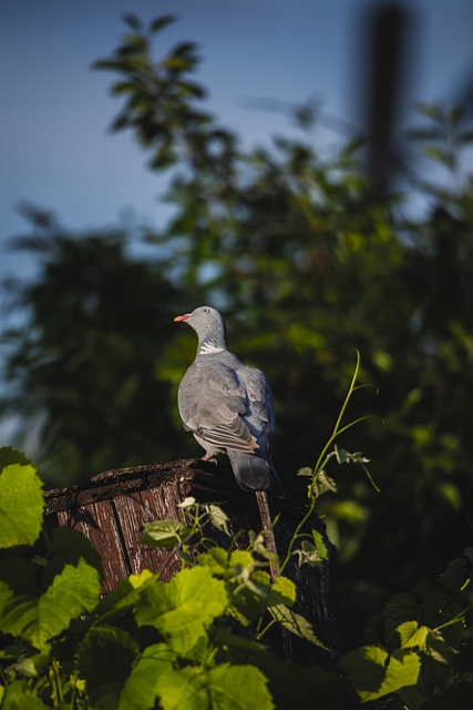 Paloma, Pájaro, Naturaleza, Animal