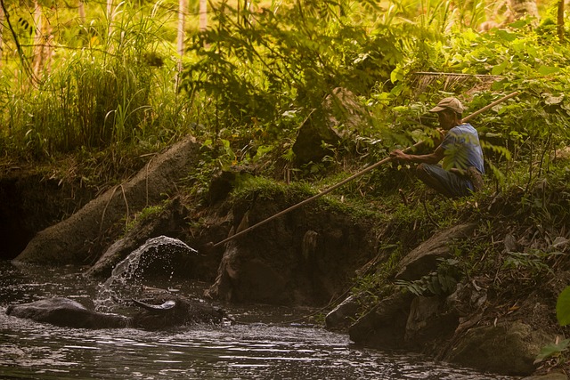 Natuur, Regenwoud, Rivier, Man, Vissen