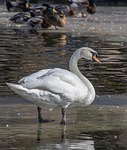 Random: swan, bird, water, animal, feathers, plumage, wings, waterfowl, ornithology, nature, perched, beak, ice, winter, silence, wild, snow, pond, wilderness, tranquility