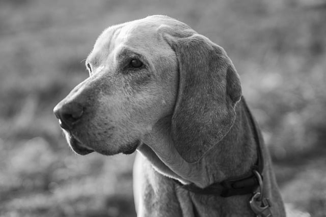 Free Dog Black And White photo and picture