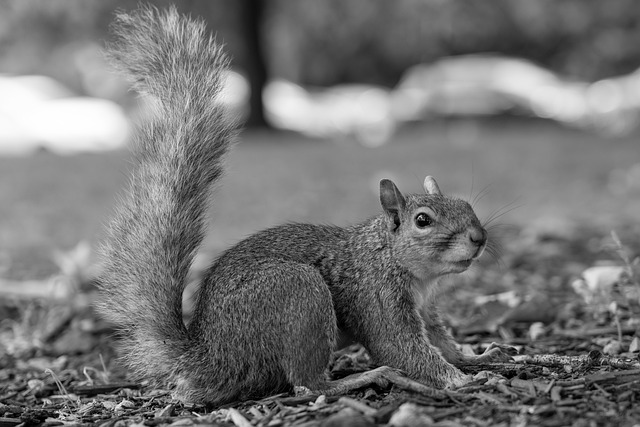 Free Squirrel Nature photo and picture
