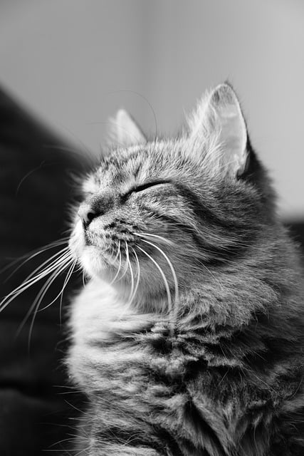 Free Cat Fluffy photo and picture
