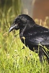 Random: raven, bird, bird in grass, wild bird, black feathers, nature, grass, environment, outdoors, black bird, bird detail, summer environment, wildlife, natural habitat, animal, detailed photo, festival, fauna