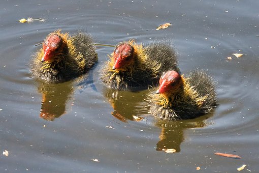 Free Chick Nature photo and picture