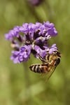 Random: bee, lavender, nature, insect, pollination, macro, flowers, purple, honey bee, garden, detail, pollinator, biology, natural, green, conservation, ecosystem, beauty, summery