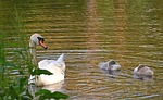 Random: swan, waterfowl, swan chick, cute, lake, wildlife, water, park, sunrise, nature, spring, calm, peace, elegant, droplet, gentle, natural environment, animal, reflection, charming, click, soft