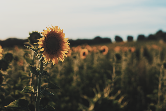 Free Sunflower Field illustration and picture