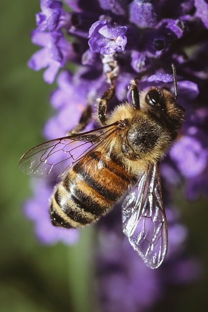 Free Bee Flower photo and picture