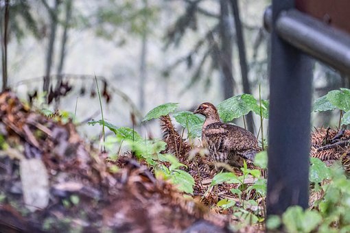 Free Pheasant Wildlife photo and picture