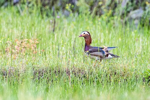 Free Bird Mandarin Duck photo and picture