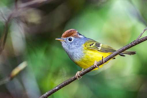 Free Bird Colorful Feathers photo and picture