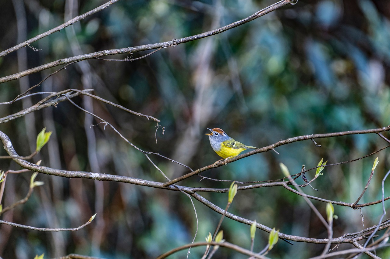Bird - free online jigsaw puzzle photo