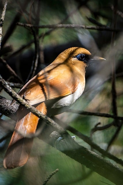 Free Bird Branches photo and picture
