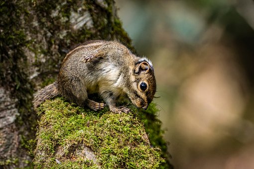 Free Squirrel Tree photo and picture