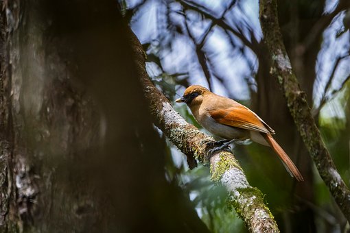 Free Bird Branch photo and picture