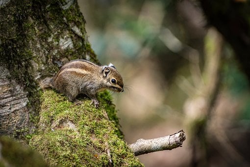 Free Squirrel Moss photo and picture