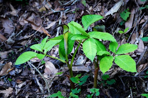 Free Nature Plant photo and picture