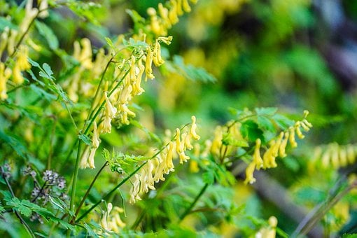 Free Wildflowers Yellow Flowers photo and picture