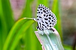 Random: butterfly, full hd wallpaper, wallpaper 4k, spotted, leaf, nature, 4k wallpaper, macro, green, desktop backgrounds, photography, beautiful wallpaper, wallpaper hd, detail, beauty, sunny, windows wallpaper, mac wallpaper, insect, honeysuckle, 4k wallpaper 1920x1080, hd wallpaper, background, natural, free background, black, nature documentation, laptop wallpaper, south asia, close-up, free wallpaper, cool backgrounds, season, small, pretty