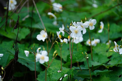 Free White Flowers Nature photo and picture