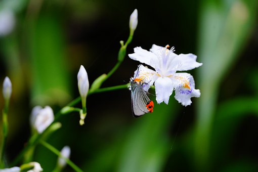 Free Butterfly Flower photo and picture
