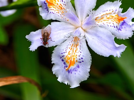 Free Flower Nature photo and picture