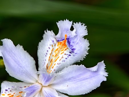 Free Flower Iris photo and picture