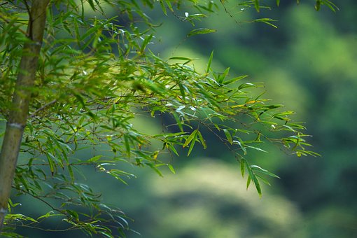 Free Bamboo Leaves photo and picture