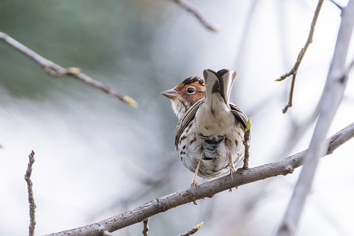 Free Bird Branch photo and picture