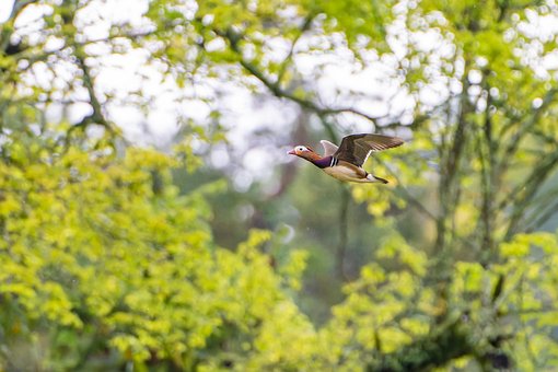 Free Drake Bird photo and picture