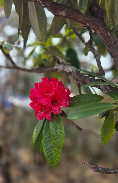 Free Rhododendron Pink Flower photo and picture