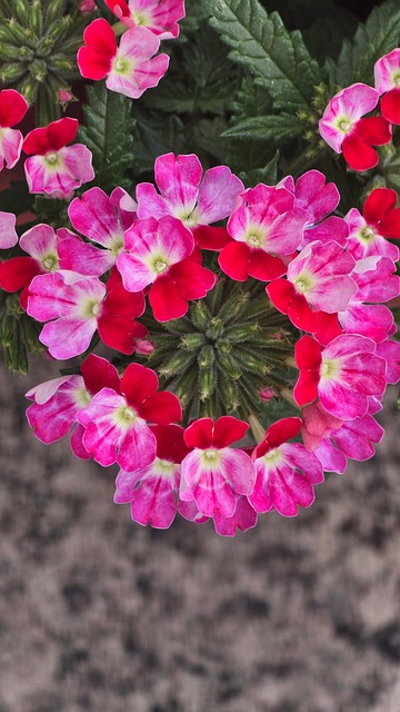 Free Flower Verbena photo and picture