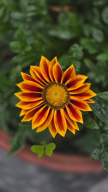 Free Flower Gazania photo and picture