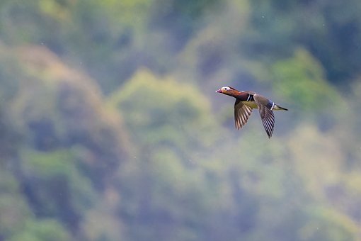 Free Bird Duck photo and picture