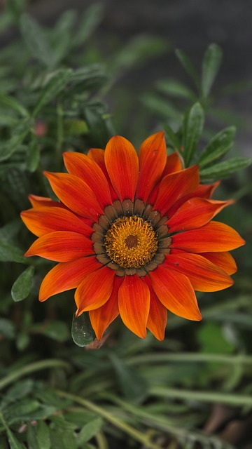 Free Flower Orange photo and picture