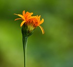 Random: flower, orange, green background, macro photography, nature, blossom, detail, simplicity, botany, flower background, beautiful flowers, natural beauty, pistil, petals, pollination, flower wallpaper, growth, natural simplicity, simple beauty, outdoor plant, close-up, rural