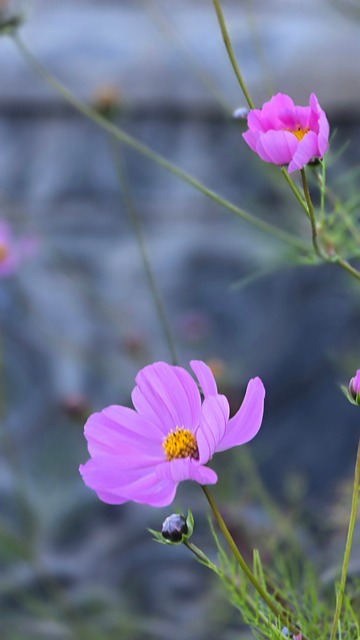 Free Flower Pink photo and picture