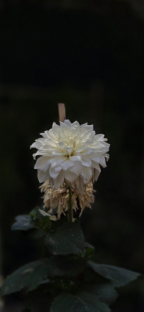 Free White Flower Black Background photo and picture
