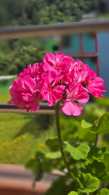 Free Rose Flower photo and picture