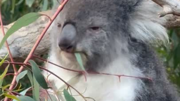 Free Koala Eucalyptus photo and picture