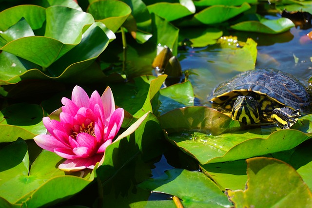 Free Turtle Water Lily photo and picture