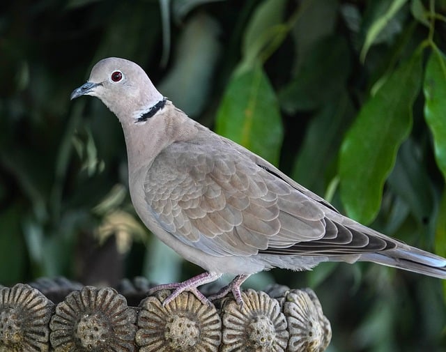 Free Collared Pigeon Dove photo and picture