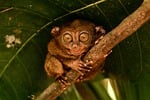 Random: tarsier, eyes, nocturnal, bohol, forest, jungle, endangered, nature, animal, wilderness, conservation, photography, cute, philippines, primate, small, tiny, mammal, wild, fauna