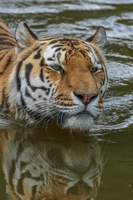 Free Tiger Water photo and picture